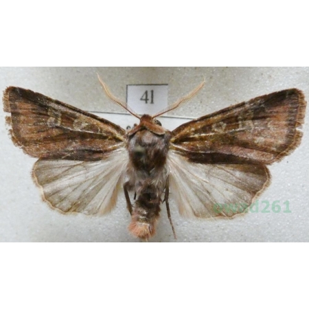 Hoplodrina octogenaria (Goeze, 1781) male Światłówka mysiotrzewka Czech4l